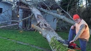 TREE CUTTING DISASTER! 🌲💥 Everything Went WRONG!TREE CUTTING DISASTER! 🌲💥 Everything Went WRONG!