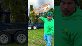 Giant Emerald Green Arborvitae