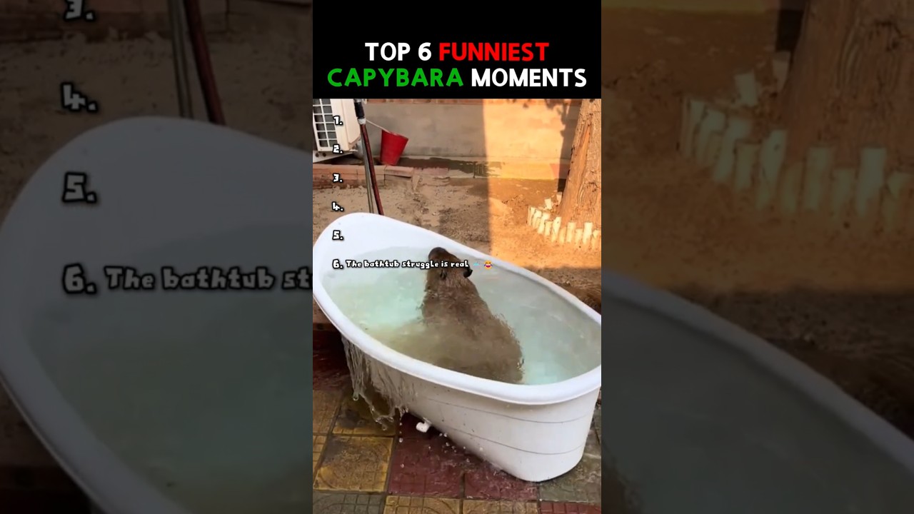 TOP 6 Funniest capybara moments 🐾