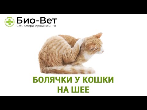 Болячки у Кошки На Шее // Что делать // Сеть Ветклиник Био-Вет