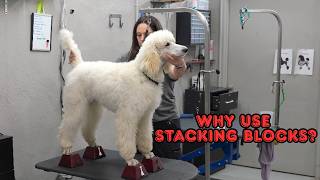How Puppy Stacking Blocks Improve Training, Structure & Confidence