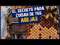 ✅ TODO APICULTOR DEBE AYUDAR A SUS ABEJAS DE ESTA MANERA | 👉Como cuidar las abejas en INVIERNO🐝