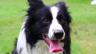 Border Collie Volt - Frisbee Tricks