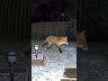 🐯🐶🐱 Brave Cat Jumps on Tiger to Protect the House | CCTV Animal World