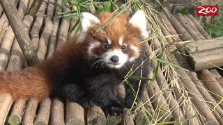 Red Panda Cubs Explore the Outside World