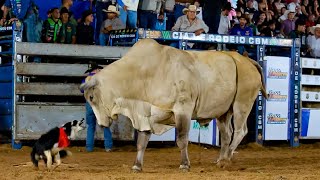 Final Dispute In Bulls Aruanã-Go Rodeo 2025
