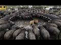 Battle of the Steppe: Wild Buffaloes Clash with a Pack of Ferocious Lions!
