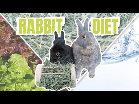 Video: Bunny Care Guide: Koje namirnice zečevi jedu?