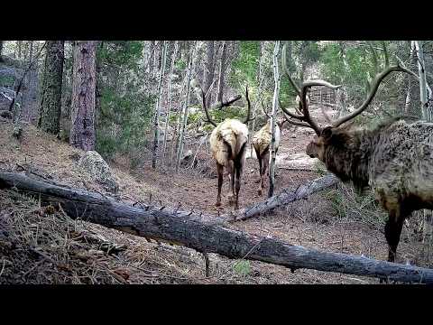 Bachelor Bull Elk Saunter Down a Forest Trail