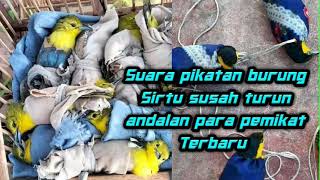 Suara pikat burung Sirtu yg susah turun andalan para pemikat Sirtu terbaru