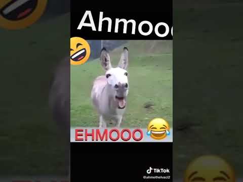 Ahmoo Ahmoo diyen eşek