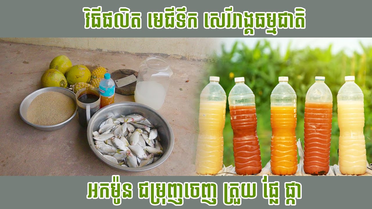 បច្ចេកទេសផលិតមេជីសរីរាង្គជំរុញចេញ ត្រួយ ផ្កា ផ្លែ បានល្អ