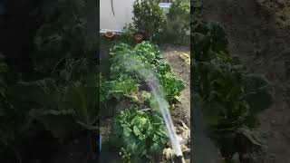 Berkebun sayur disamping rumah