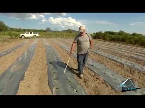 ვიდეო: რა სასუქებია საჭირო ბოსტნეულის სხვადასხვა კულტურისთვის