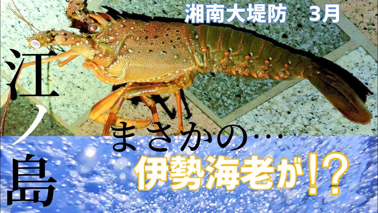 3月上旬 江ノ島 湘南大堤防 釣り まさかの伊勢海老が釣れる Youtube