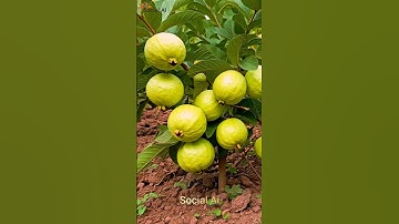 🌿Grow Guava Tree Faster with These Simple Tips! #shorts #ytshorts  #fruittree