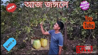 আজ কজ জঙগল গয বলগ বনলম