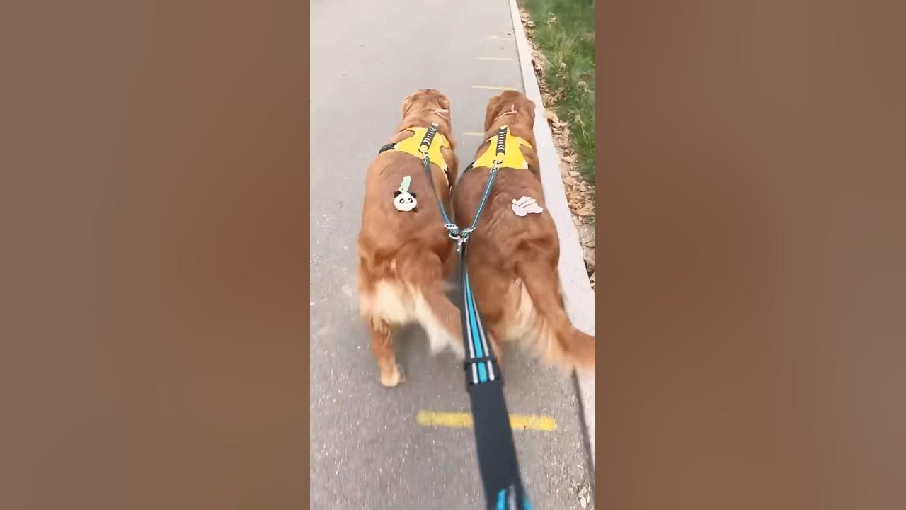 #dog #goldenretriever #puppy #doglover #pets #music #song #pop #lyrics #cover #dog #goldenretriever #puppy #doglover #pets #music #song #pop #lyrics #cover