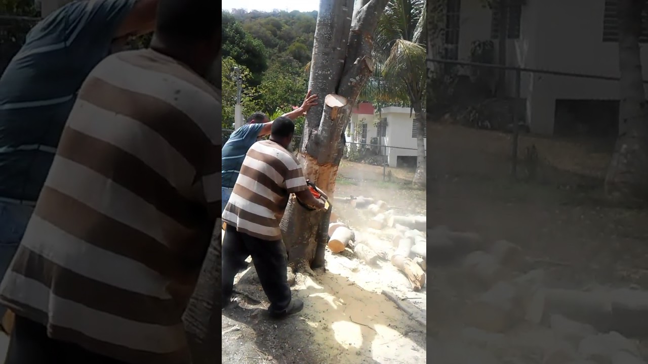 Cortando árbol de Quenepas. 
