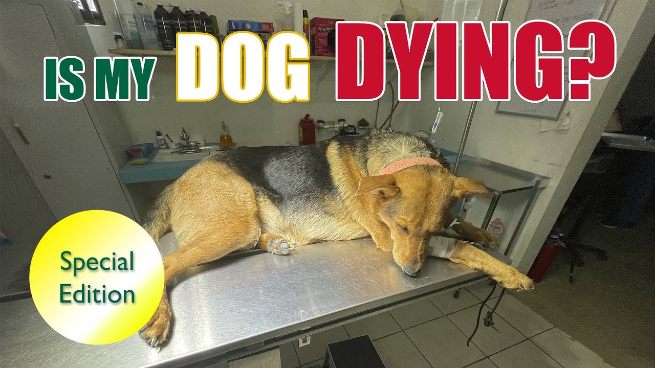 A Dogs Journey. Is My Dog Dying? What happened to Monkey? [SPECIAL