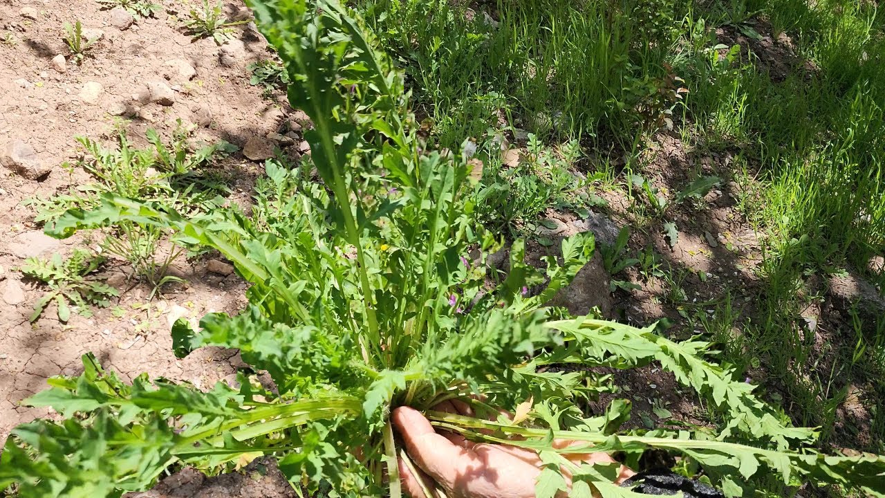 BU OTLARI TEREYE ROKAYA ISPANAĞA DEĞİŞMEM💯 DOĞADA YENİLEN YABANİ OTLAR 💯GELİNCİK ❗ PARA❗YOURT❗ DAHSI