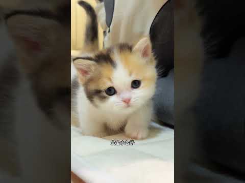 video 聪明的小包子～ #萌宠 #小奶猫    top 0 3