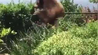 Ayıyı Kovalayan Köpek