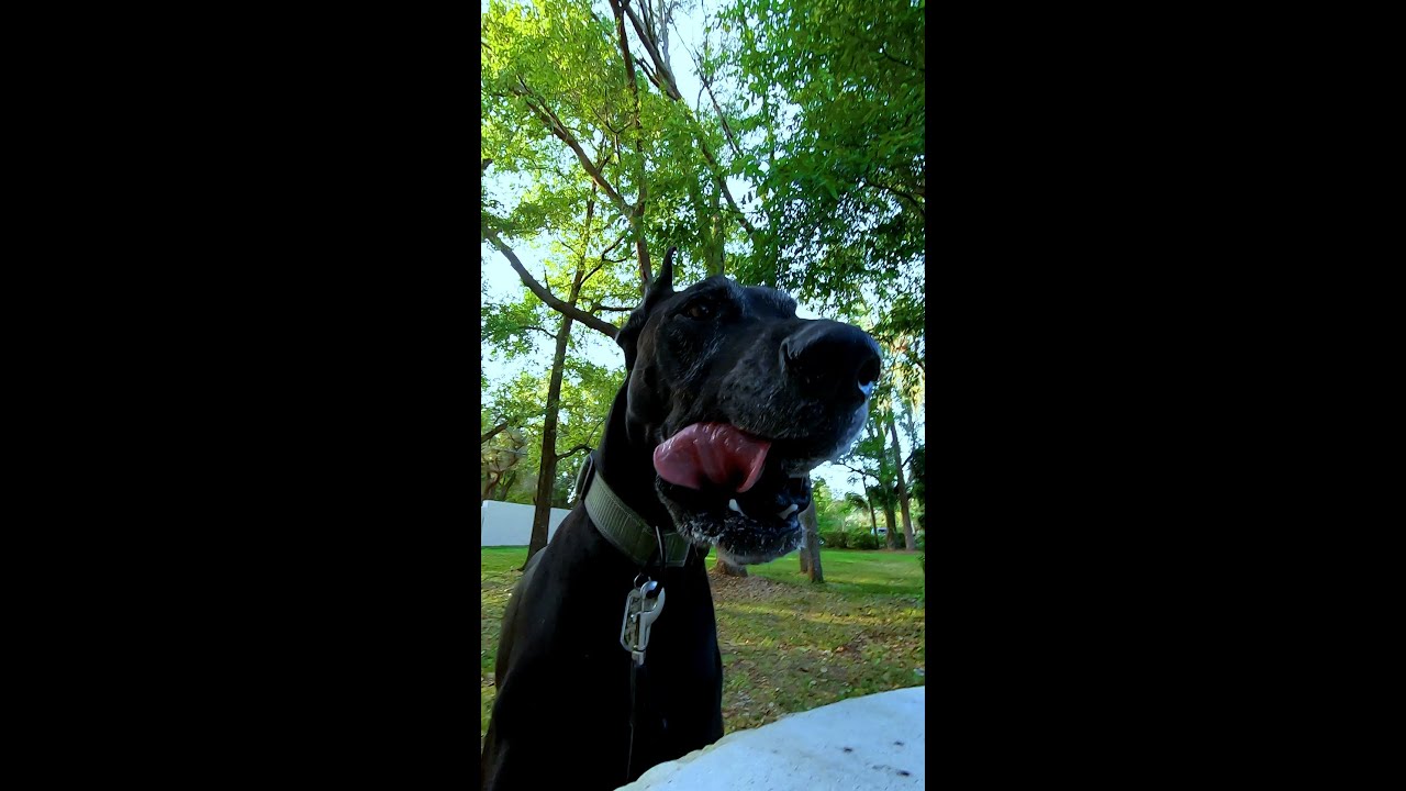 Great Dane Dog Giant Tongue In Slow Motion 