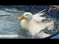 Disabled duck finally finds someone she can relate to