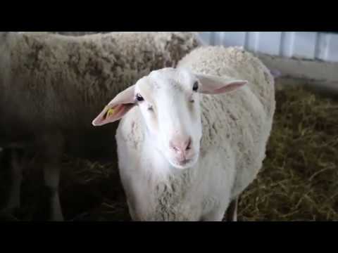 Afacere cu oi la Valea Perjei, Cimișlia. Vasile Bîlba