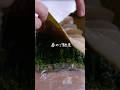 【季節を楽しむ】重ねるだけで美味しい「菜の花とホタテの昆布締め」詳細はキャプションへ！ #shorts #料理 #レシピ #自家製 #手作り