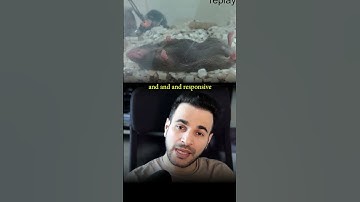 Mice try to revive their fallen friends using a surprising technique, similar to CPR