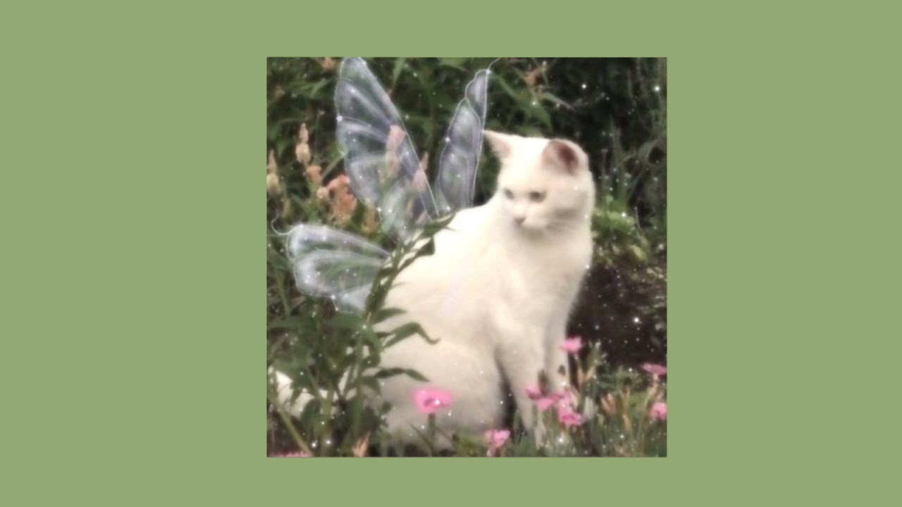 sofia [sped up] - clairo ✮⋆˙