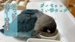 美味しそうに水を飲むインコ【ボタンインコのぶーちゃん】