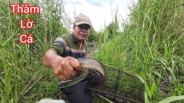 Chuyến thăm lờ cá dính được toàn cá ngon |Miền Quê Ngày Mới.