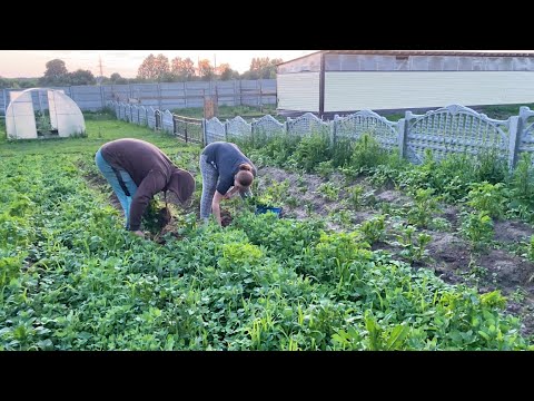 Срочно спасаем огород.