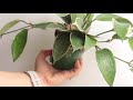 Hoya Unboxing- Gardino Nursery (Sunrise, Dischidia Ovata, Latifolia, Macrophylla)