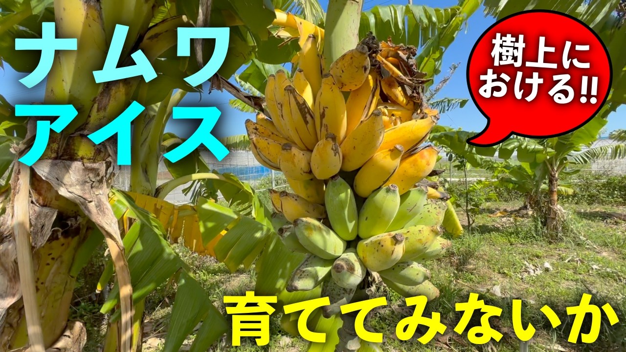 I never knew such an elegant banana existed!!!!! - YouTube