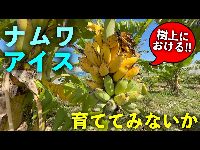 I never knew such an elegant banana existed!!!!! - YouTube