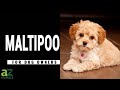 The Allergy Friendly Maltipoo: Dog Breed Guide With Pros &amp; Cons, Photos, and Facts