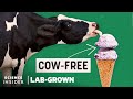 Lab-Grown Dairy Protein Quiz