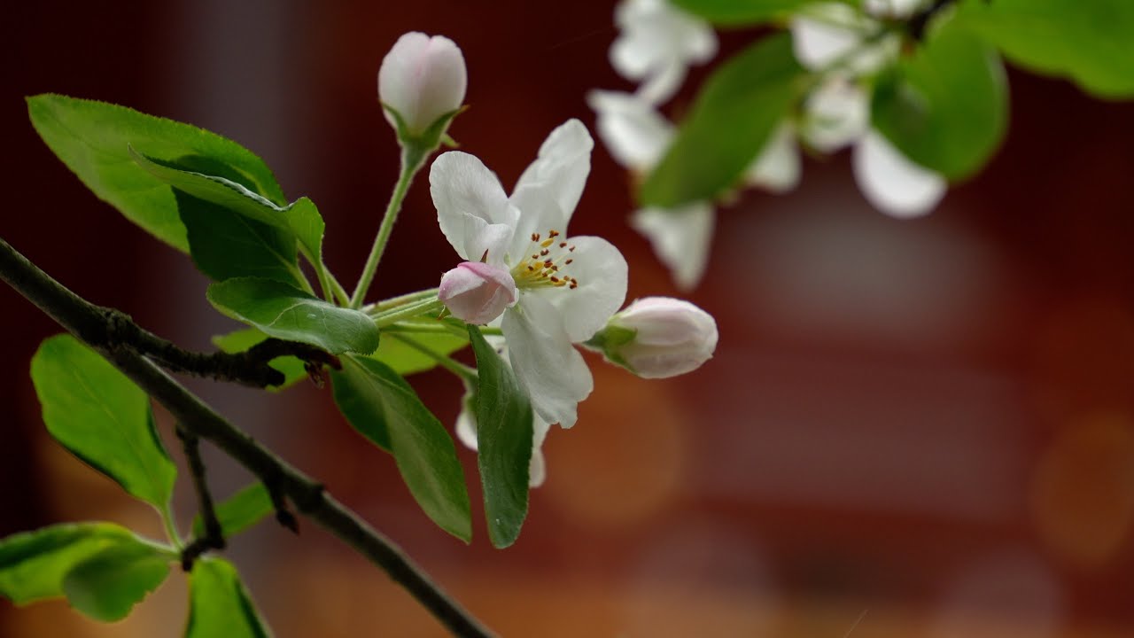 林檎の花、春日大社・林檎の庭にて