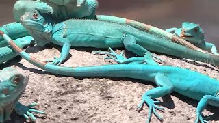 PASUKAN IGUANA YANG HOBI BERJEMUR | SI OTAN  (22/01/20) PART 2
