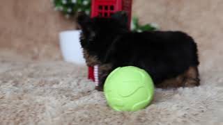 Yorkshire Terrier Super mini Male Zolla Litter by Devoue Kennel 1,187 views 5 years ago 52 seconds