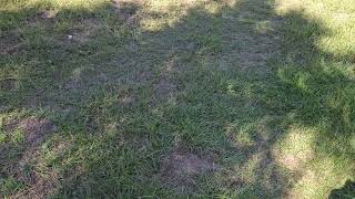 Solar eclipse crescent sun shining through the trees to the ground - East Texas Oct-14-2023 (2/5)