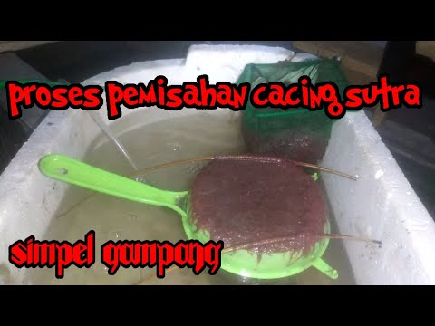 proses pemisahan cacing