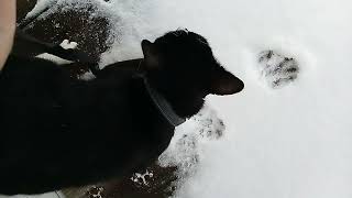 Cat Snow Challenge, Fail My Cat Chose Snow