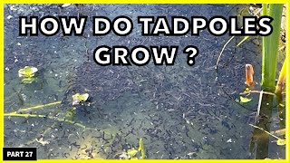 How Do Tadpoles Grow In Our Wildife Pond ? #tadpoles #crazyfrog #ponds