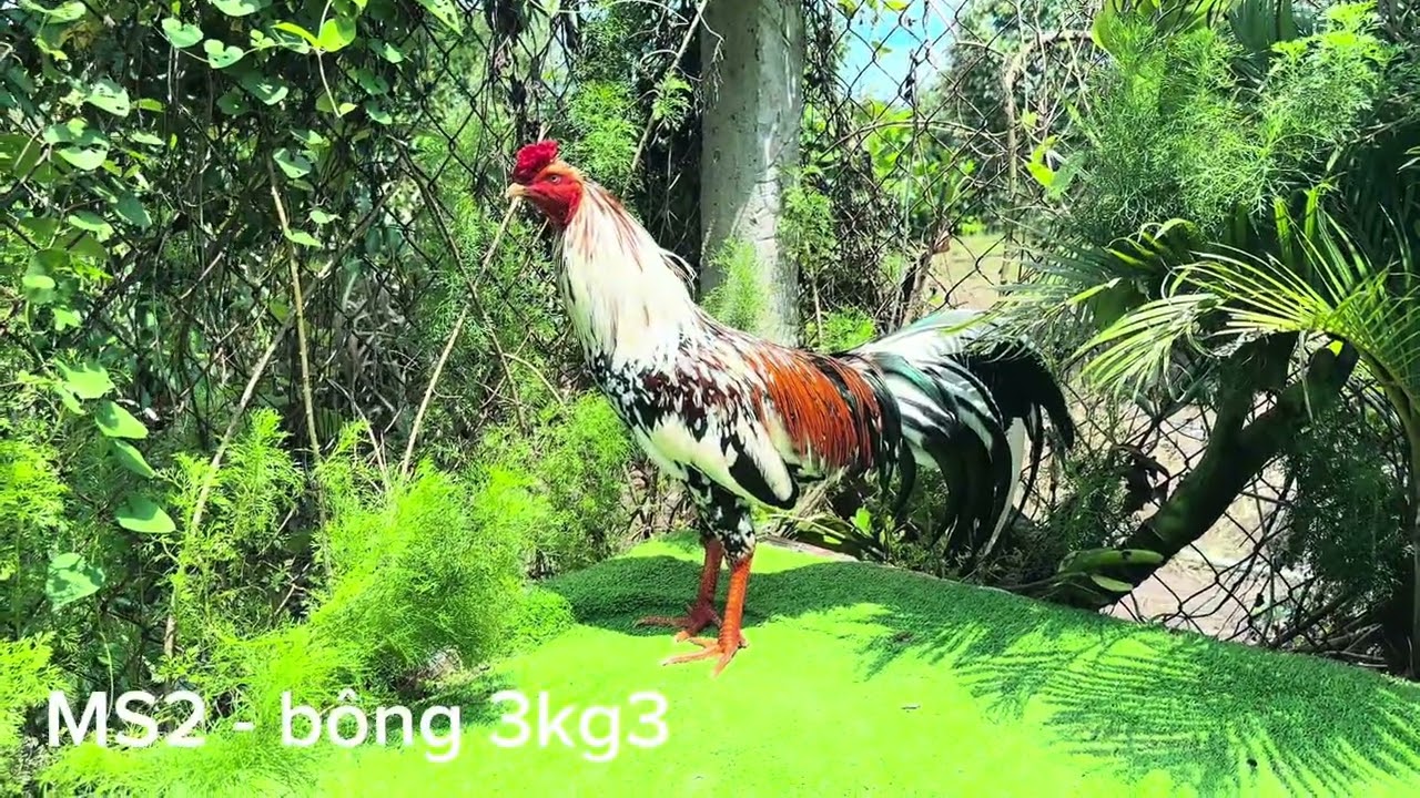 #top3 về chơi liền. chi tiết LH:0365.794.661 ( zola )#xuhung #thinhhanhyoutube #ganoi 