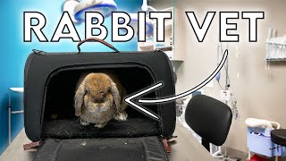 Rabbit Vet Visit by Sincerely, Cinnabun 11,680 views 6 months ago 8 minutes, 17 seconds